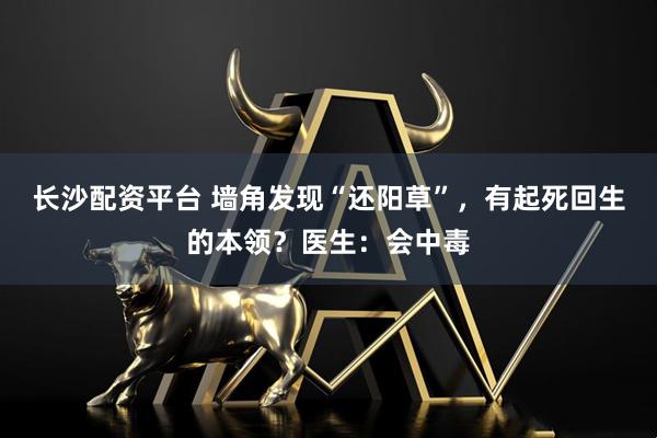 长沙配资平台 墙角发现“还阳草”，有起死回生的本领？医生：会中毒